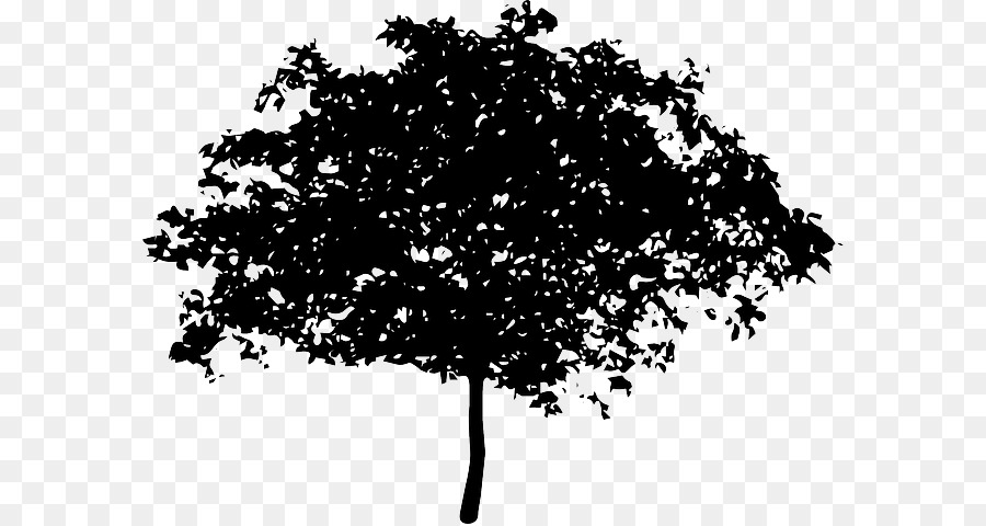 Branch Tree Giant sequoia Clip art - trunk vector png download - 640*478 - Free Transparent Branch png Download.