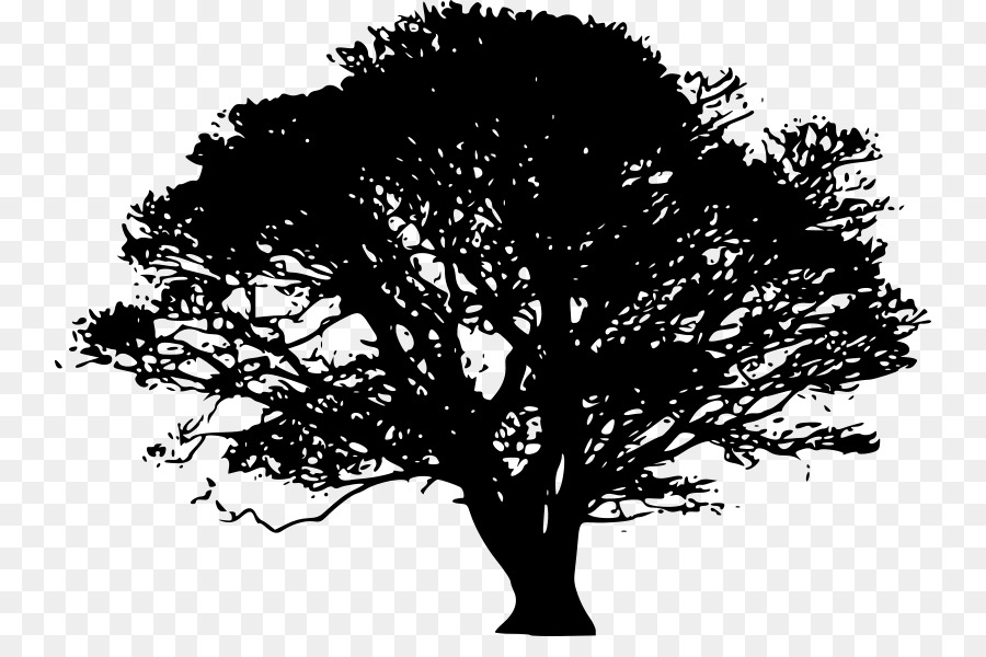 Tree Oak Silhouette Giant sequoia - tree png download - 800*581 - Free Transparent Tree png Download.