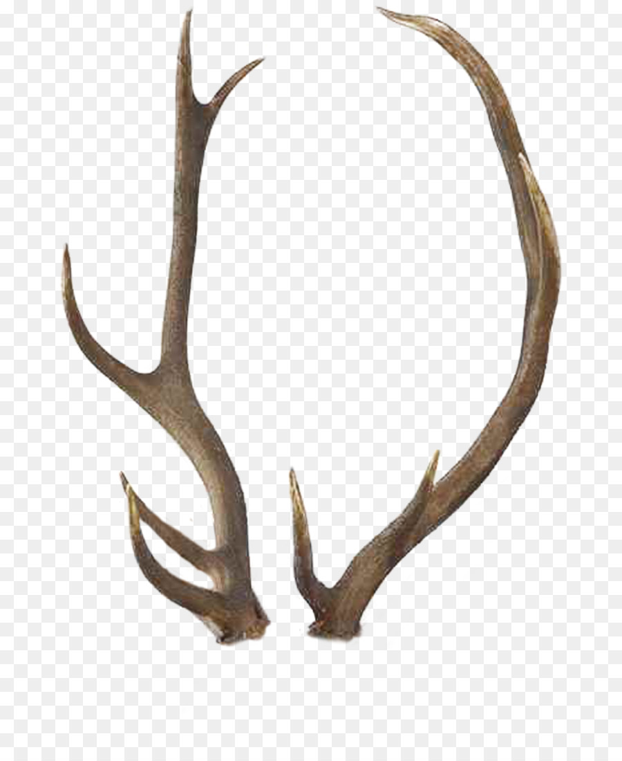 Reindeer Antler Elk White-tailed deer - horn png download - 737*1083 - Free Transparent Reindeer png Download.