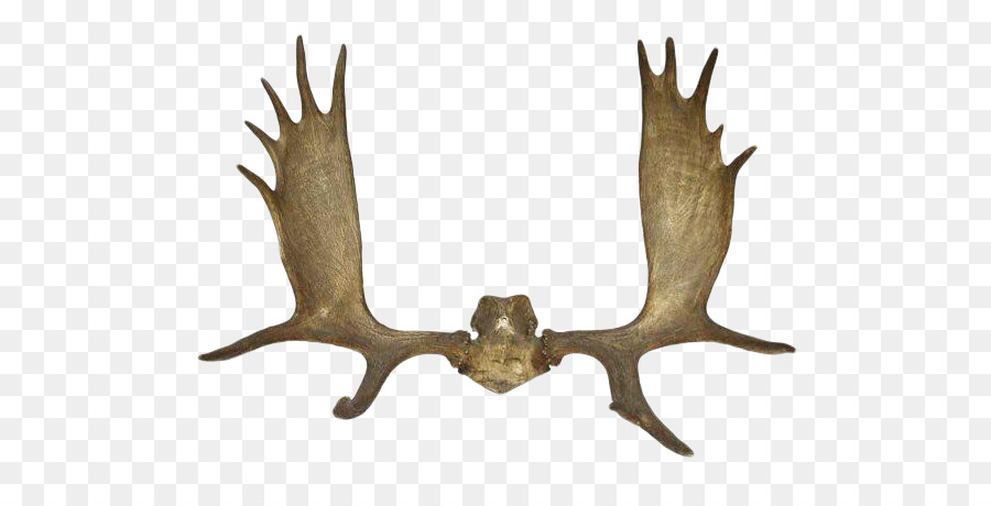 Reindeer Antler Elk Horn - deer png download - 600*444 - Free Transparent Deer png Download.