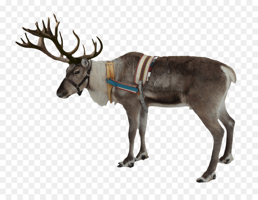 Rudolph Deer Santa Claus Clip art - deers png download - 1906*1454 - Free Transparent Rudolph png Download.