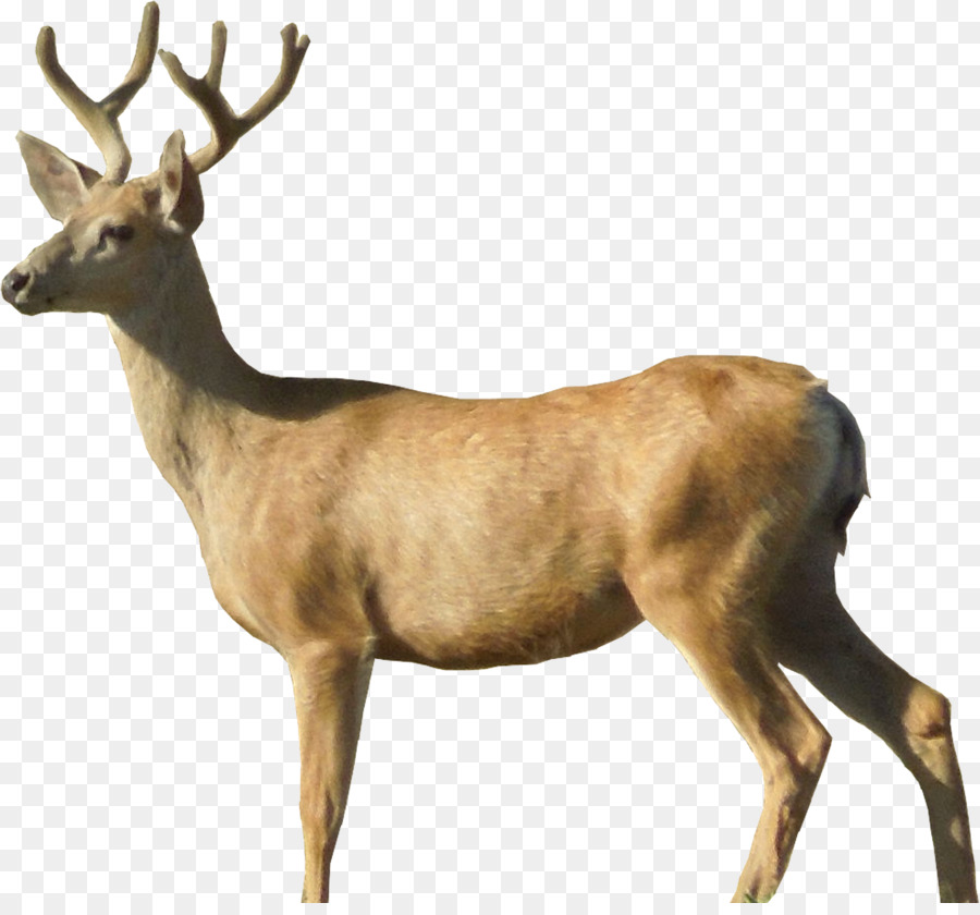 White-tailed deer Clip art - christmas deer png download - 1650*1520 - Free Transparent Deer png Download.