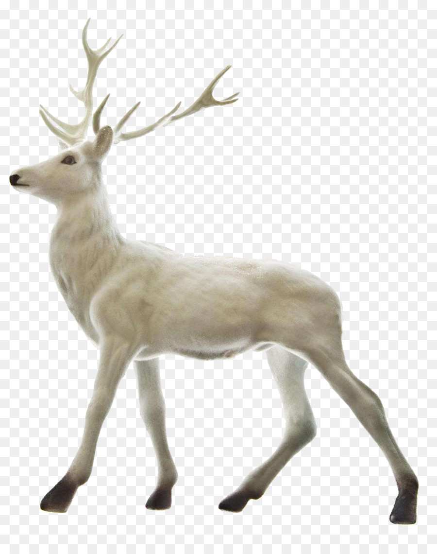 Rudolph Reindeer Santa Claus Christmas - A white deer png download - 1453*1815 - Free Transparent Rudolph png Download.