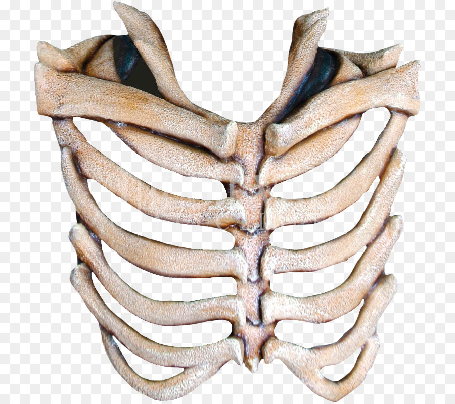 Mask Rib cage Human skeleton Skull - bones png download - 800*800 - Free Transparent Mask png Download.