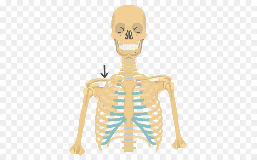 Rib cage Human skeleton Anatomy Clavicle - Skeleton png download - 550*550 - Free Transparent  png Download.