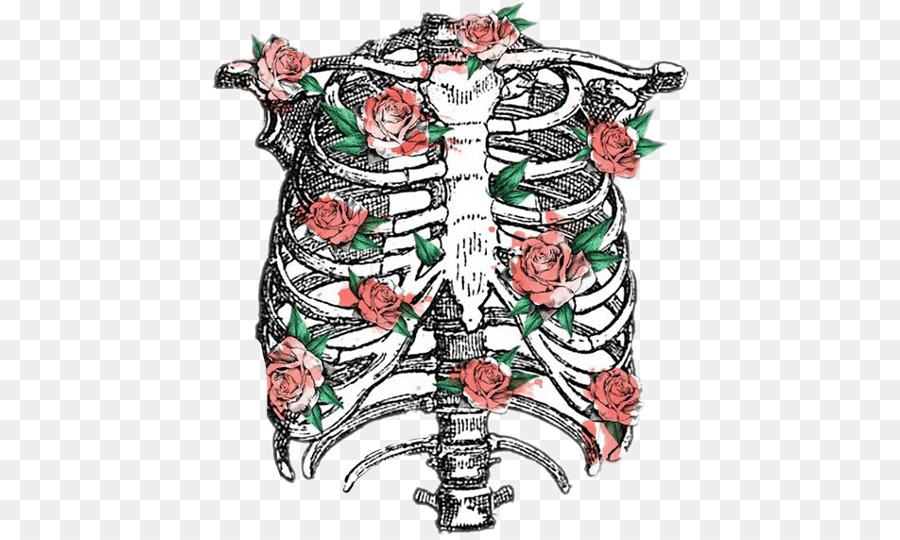 Rib cage Human skeleton Anatomy - Skeleton png download - 480*535 - Free Transparent Rib Cage png Download.