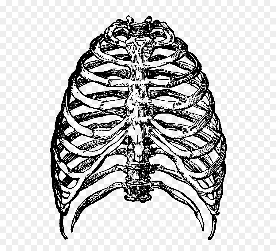 Rib cage Human skeleton Clip art - Rib Cage PNG Transparent Images png download - 663*812 - Free Transparent  png Download.