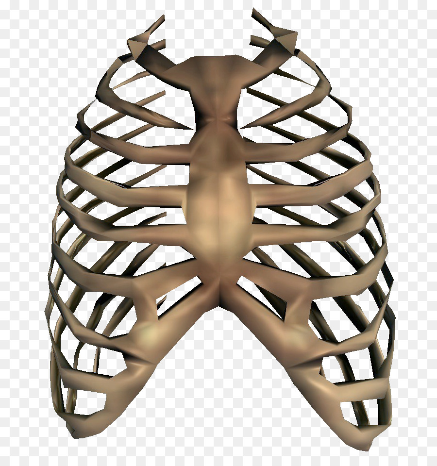 Rib cage Human skeleton Clip art - Bones PNG Transparent Image png download - 803*950 - Free Transparent  png Download.