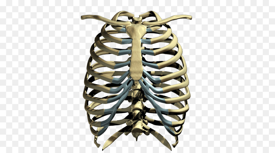 Human skeleton Rib cage - Rib Cage PNG Transparent Images png download - 500*500 - Free Transparent  png Download.