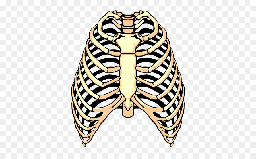 Spare ribs Barbecue Rib cage Clip art - Thoracic skeleton png download - 510*552 - Free Transparent  png Download.