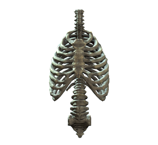 Rib Cage Human Skeleton Human Body Rib Cage PNG Transparent Images Png Download