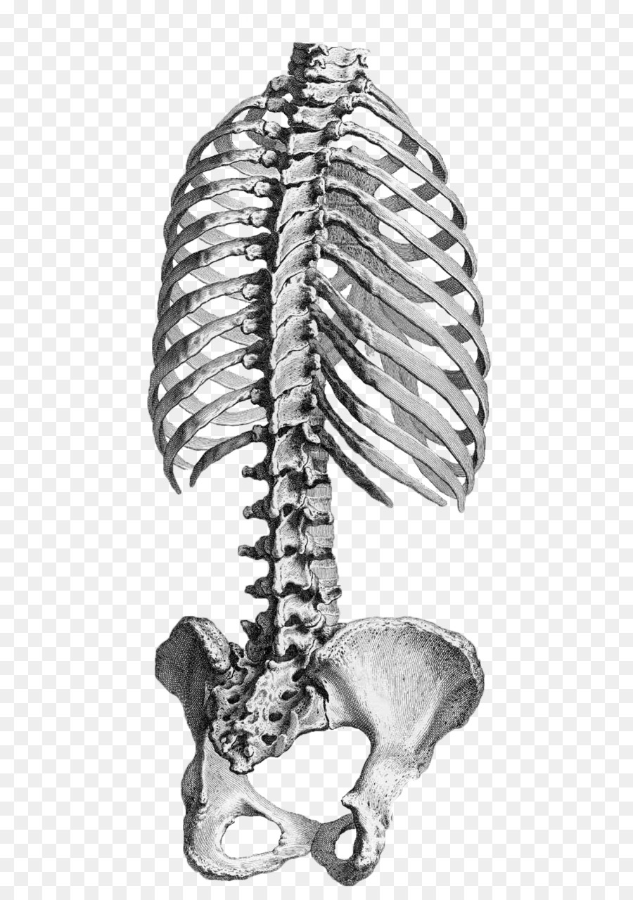 Human anatomy Rib cage Vertebral column Pelvis - Rib Cage png download - 626*1276 - Free Transparent Anatomy png Download.