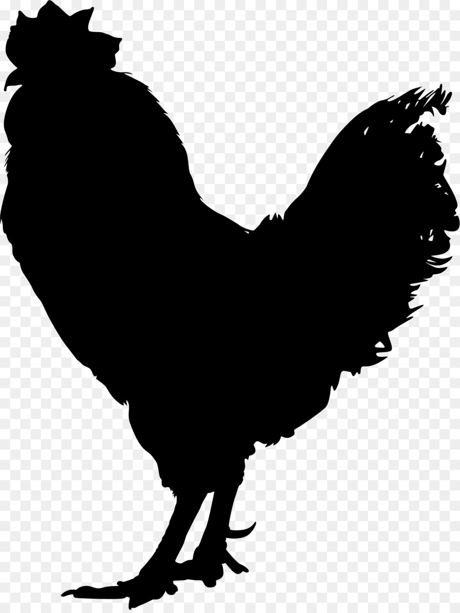 Chicken Vector graphics Rooster Illustration Royalty-free -  png download - 1483*1967 - Free Transparent Chicken png Download.