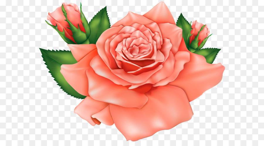 Rose Flower Pink Clip art - Orange Roses PNG Clipart Image png download - 5000*3766 - Free Transparent Rose png Download.