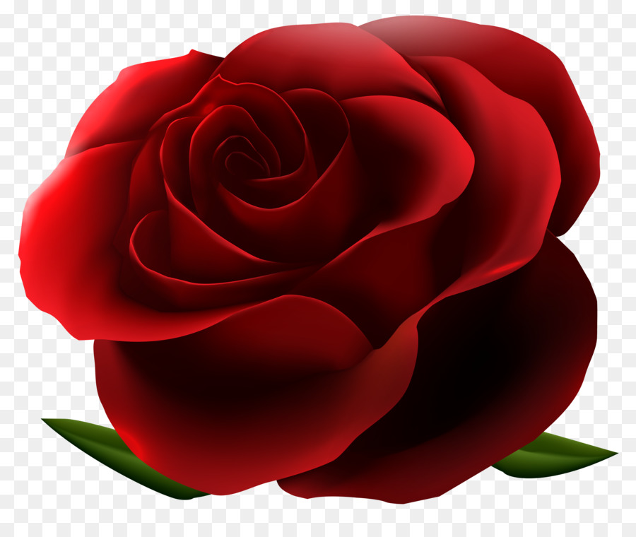 Rose Flower Clip art - rose flower png download - 6486*5375 - Free Transparent Rose png Download.