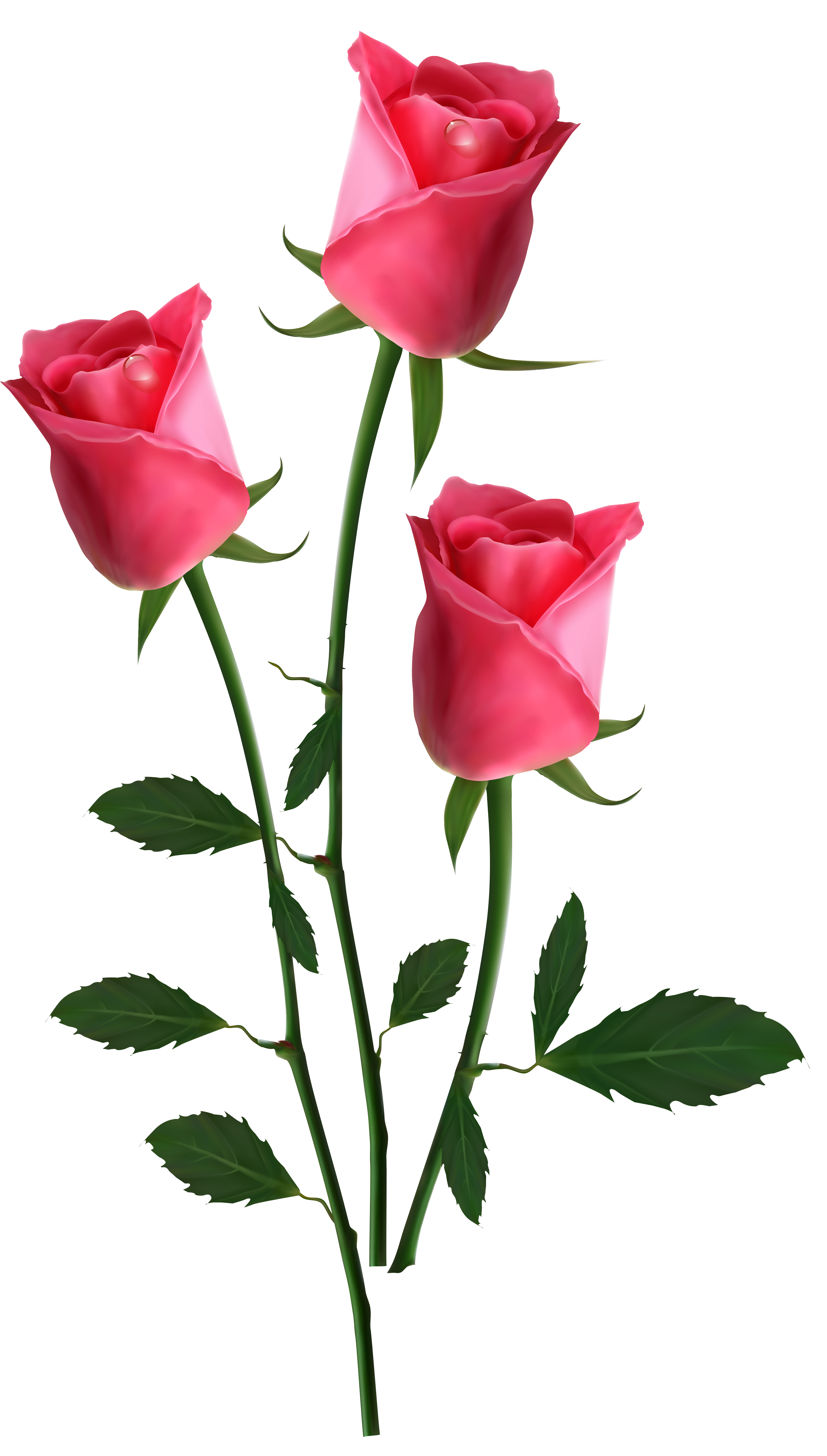 Pink Flowers Rose Beautiful Transparent Pink Roses Png Clipart