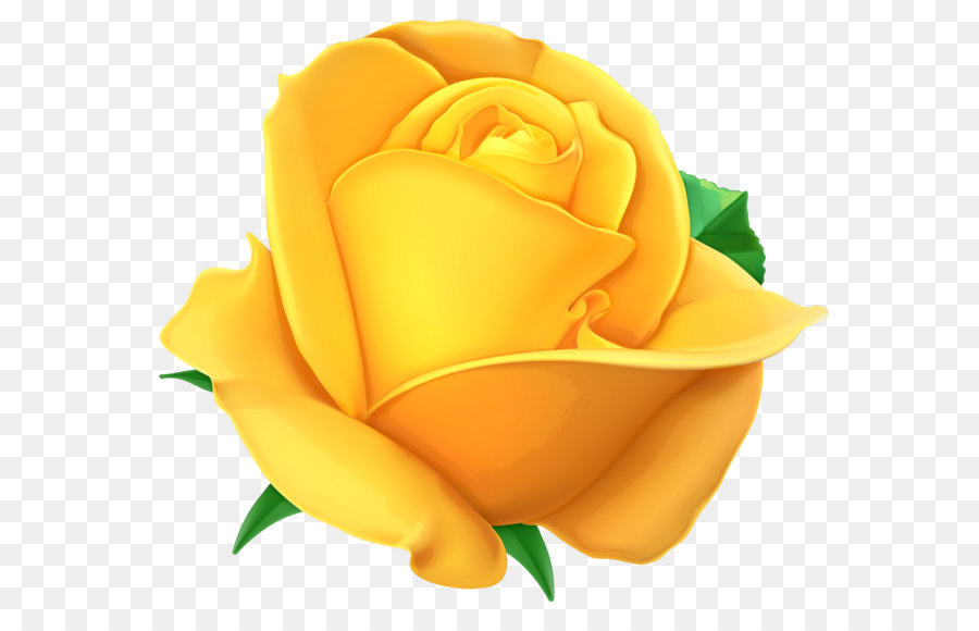 Rose Yellow Clip art - Transparent Yellow Rose PNG Clipart Picture png download - 5382*4694 - Free Transparent Rose png Download.