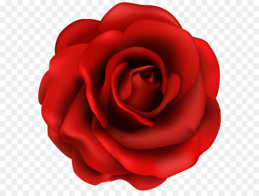 Rose Flower Clip art - Red Rose Flower PNG Clipart Image png download - 5898*6068 - Free Transparent Red png Download.