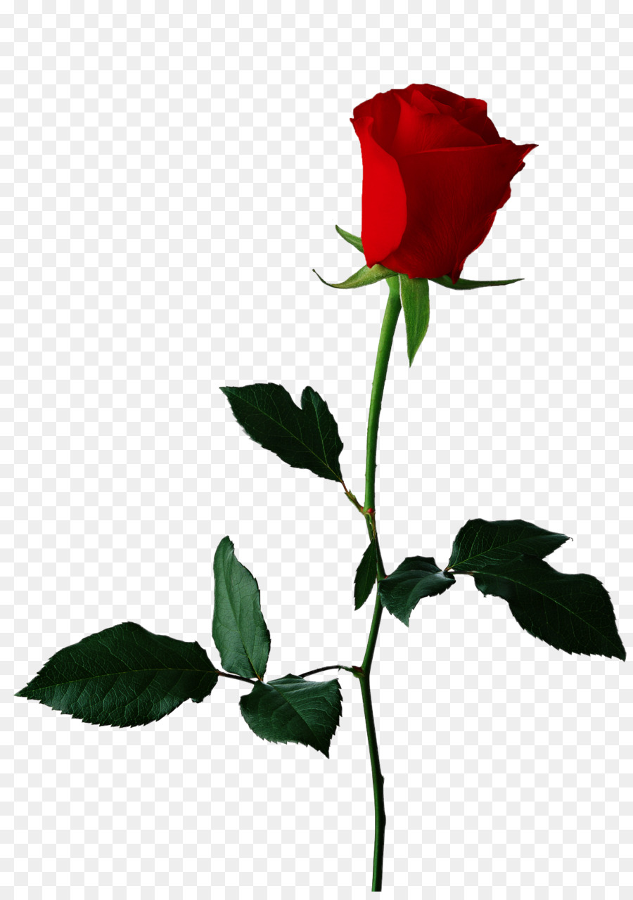 Black rose Flower Clip art - Single Red Rose Transparent Background png download - 1136*1600 - Free Transparent Black Rose png Download.
