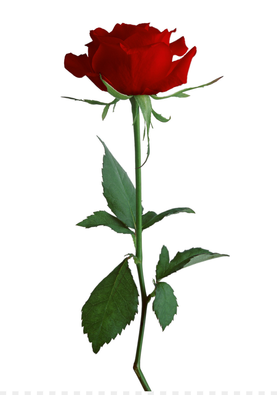 Rose Clip art - Rose Png png download - 1136*1600 - Free Transparent Rose png Download.