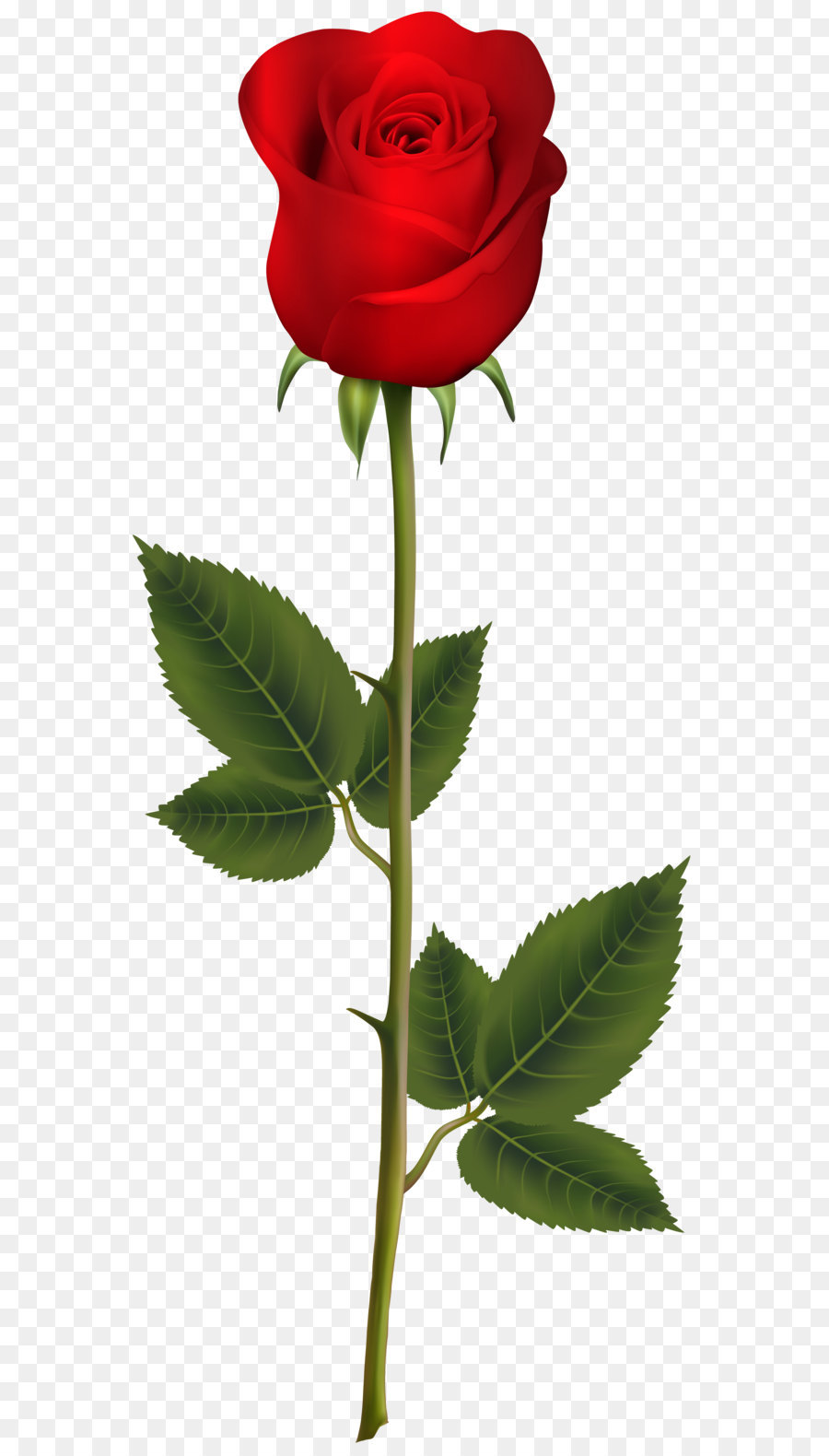 Blue rose Artificial flower - Red Rose with Stem PNG Transparent Clip Art Image png download - 3303*8000 - Free Transparent Blue Rose png Download.