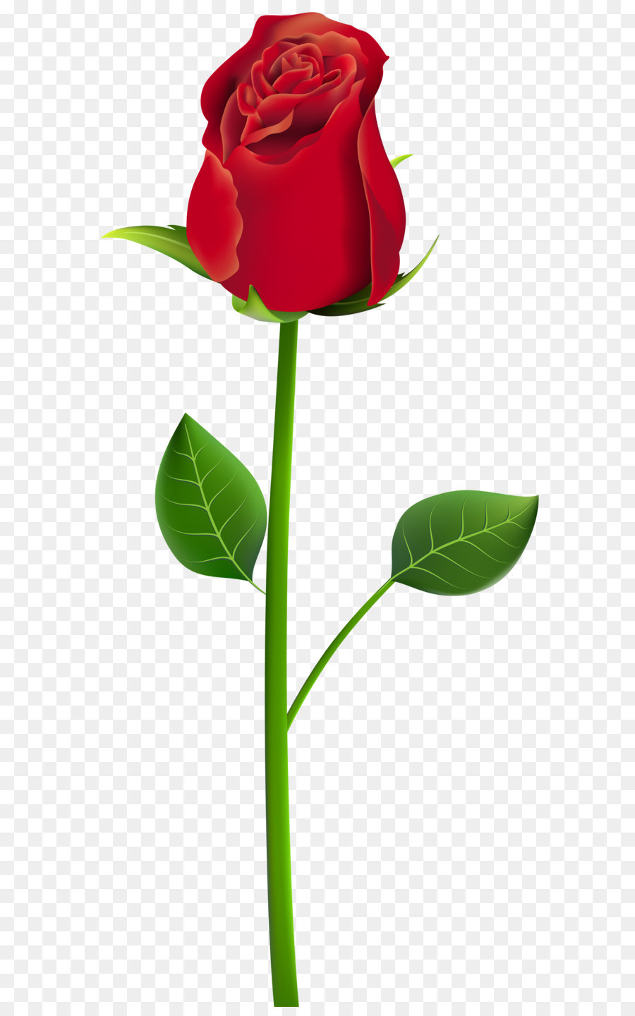 Free Rose Png Transparent Background, Download Free Rose Png Transparent  Background png images, Free ClipArts on Clipart Library