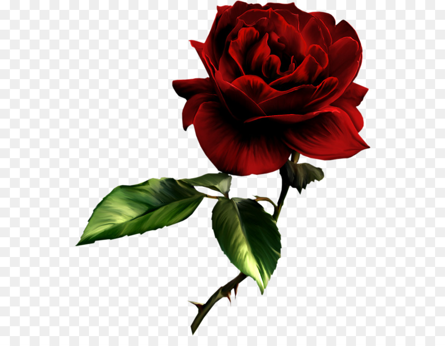 Rose Painting Red Clip art - rose png download - 600*681 - Free Transparent Rose png Download.