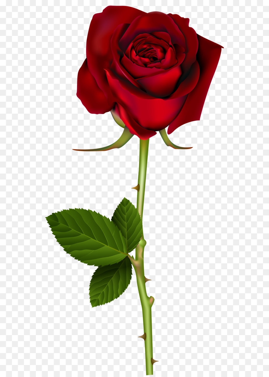 Rose Red Clip art - Red Rose PNG Transparent Image png download - 4127*8000 - Free Transparent Rose png Download.