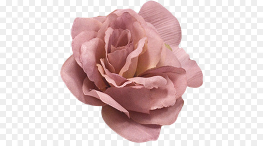 Centifolia roses Flower Pink Color - eggplant png download - 500*500 - Free Transparent Centifolia Roses png Download.