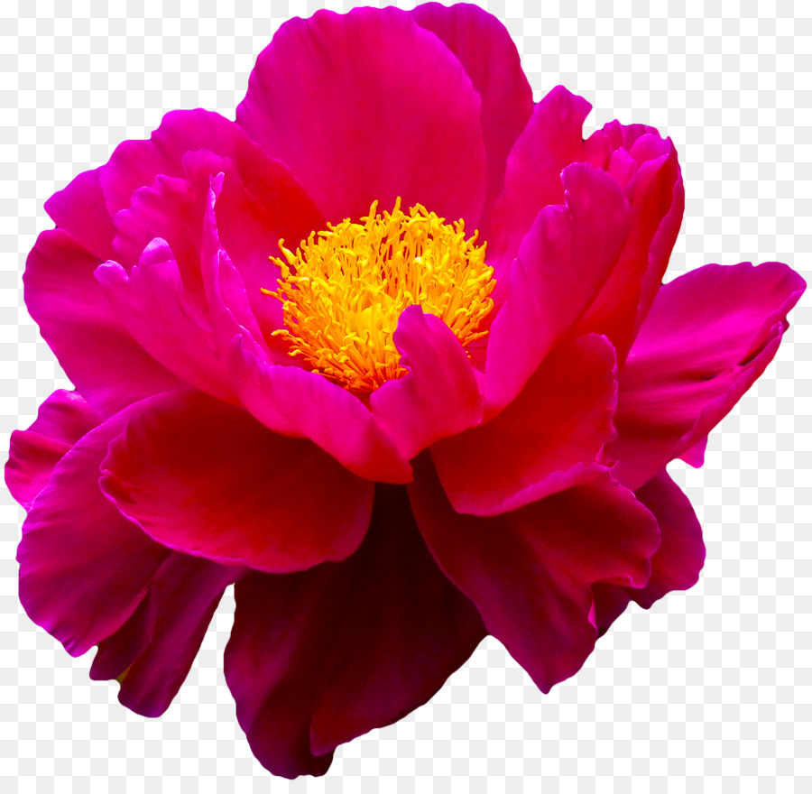 Flower Rose Lilium Gift - flower png download - 919*886 - Free Transparent Flower png Download.