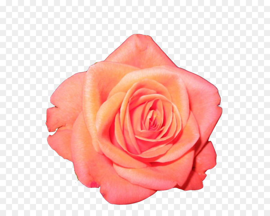 Garden roses Flower Clip art - orange png download - 1280*1024 - Free Transparent Rose png Download.