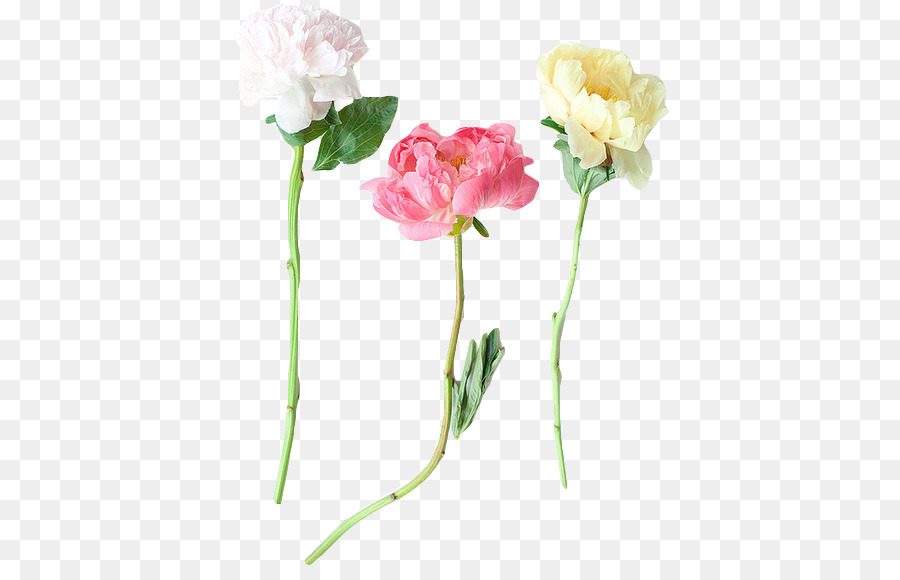 Garden roses Peony Flower Tumblr Plant stem - peony png download - 445*570 - Free Transparent Garden Roses png Download.
