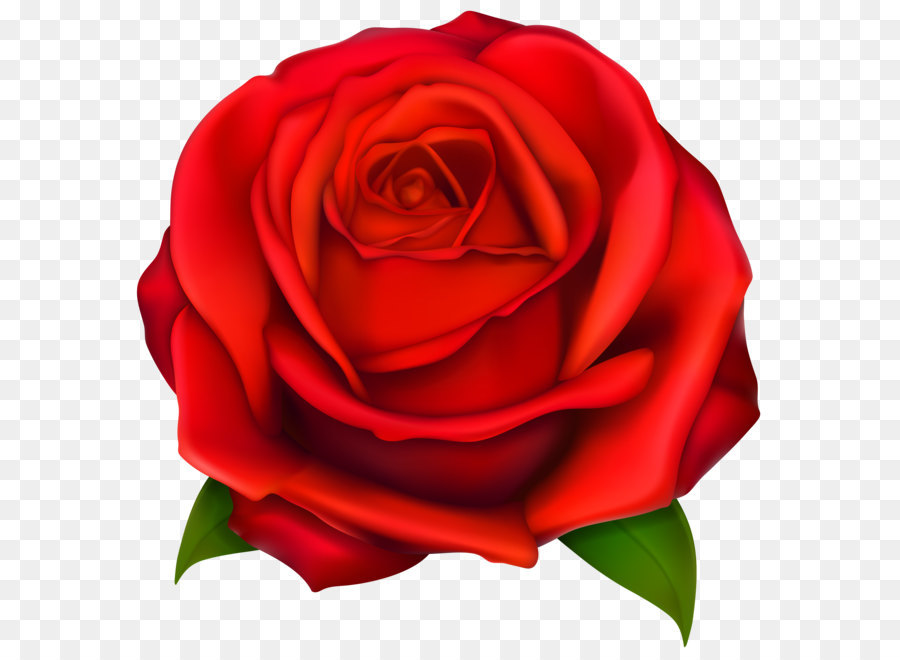 Rose Clip art - Transparent Red Rose PNG Clipart png download - 4084*4136 - Free Transparent YoWorld png Download.