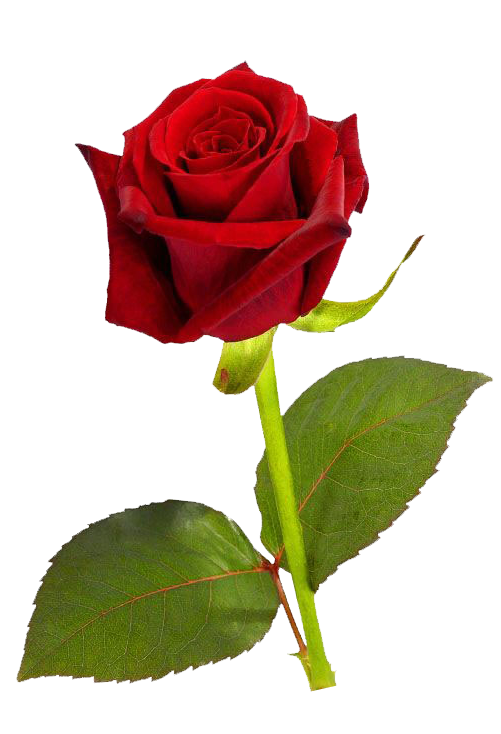 Rose Red Wallpaper - Single Red Rose PNG HD png download - 501*734 - Free  Transparent Rose png Download. - Clip Art Library