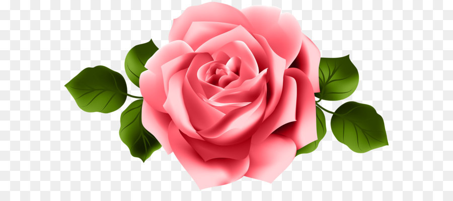 Rose Clip art - Red Rose Transparent PNG Clip Art png download - 8000*4686 - Free Transparent Centifolia Roses png Download.