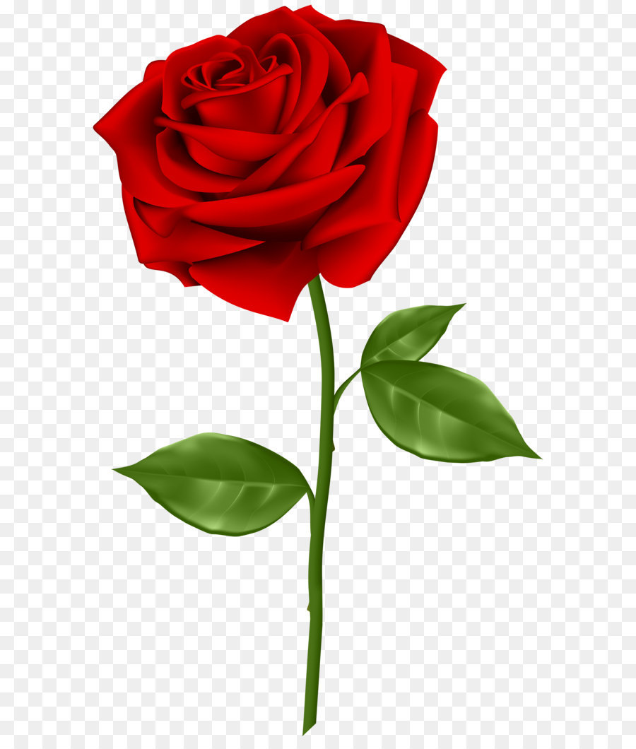 Blue rose Clip art - Red Rose Transparent PNG Clip Art png download - 3729*6000 - Free Transparent Rose png Download.
