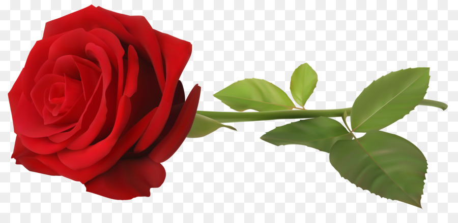Rose Plant stem Flower Clip art - rose png download - 6000*2830 - Free Transparent Rose png Download.