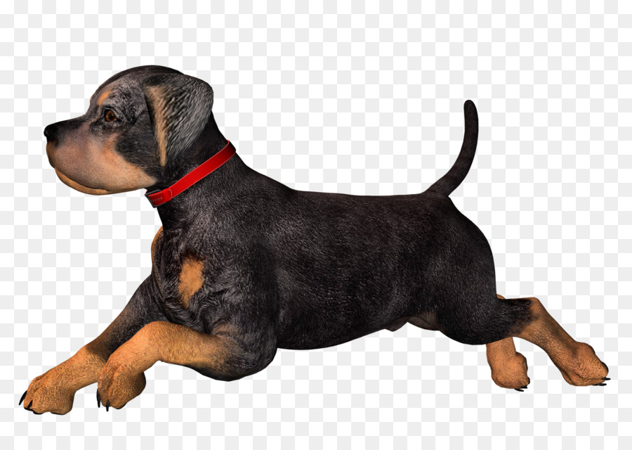 Rottweiler Dachshund Puppy Clip art - Free High Resolution Clipart png download - 1600*1131 - Free Transparent Rottweiler png Download.