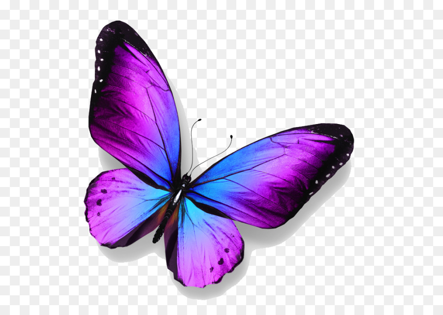Butterfly Royalty-free Stock photography - butterfly png download - 700*636 - Free Transparent Butterfly png Download.