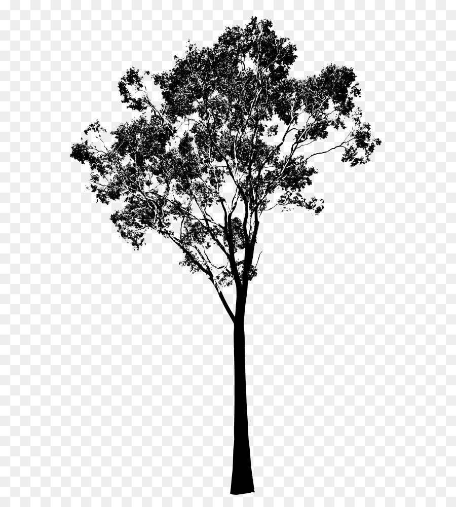 Gum trees Silhouette Clip art - eucalyptus png download - 818*1000 - Free Transparent Tree png Download.
