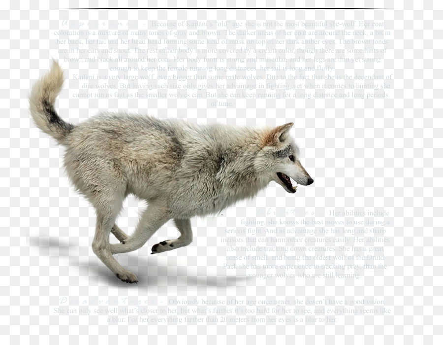 wolf pack running animation