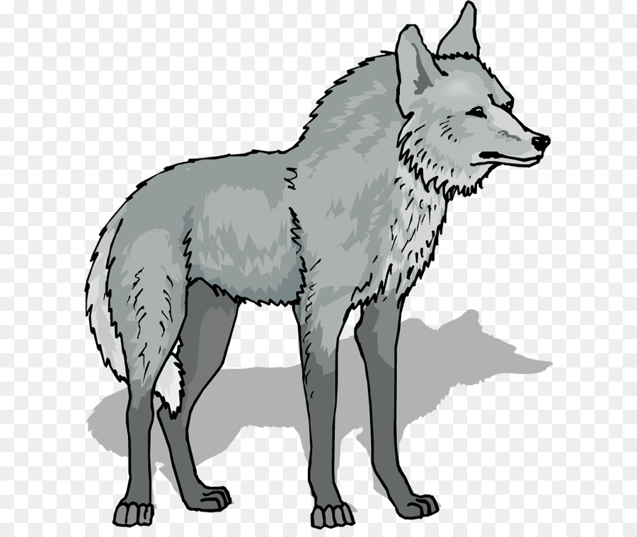 Gray wolf Clip art - Wolf Cliparts png download - 662*750 - Free Transparent Gray Wolf png Download.
