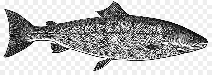 Fish Salmon Rainbow trout Clip art - cedar plank salmon dish png download - 2926*1012 - Free Transparent Fish png Download.