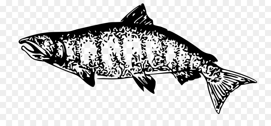 Clip art Drawing Vector graphics Image Salmon -  png download - 879*402 - Free Transparent Drawing png Download.