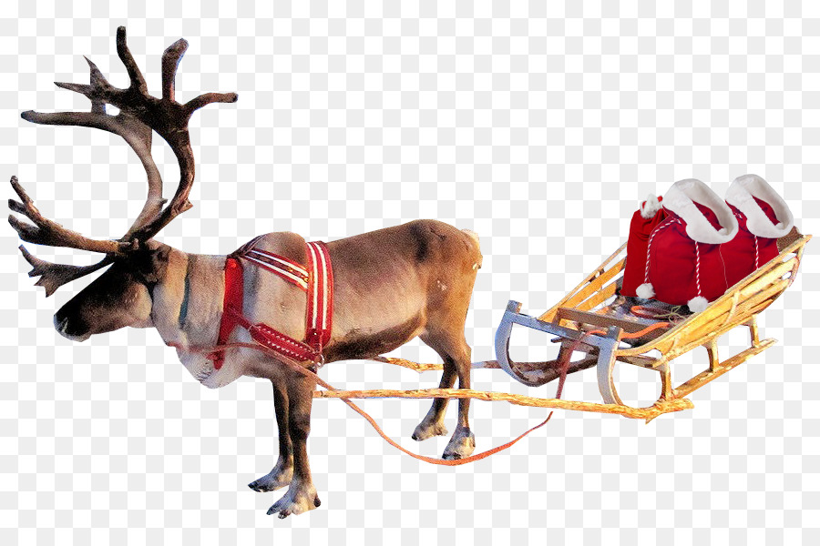 Reindeer Santa Claus Clip art Portable Network Graphics Transparency - Reindeer png download - 900*600 - Free Transparent Reindeer png Download.