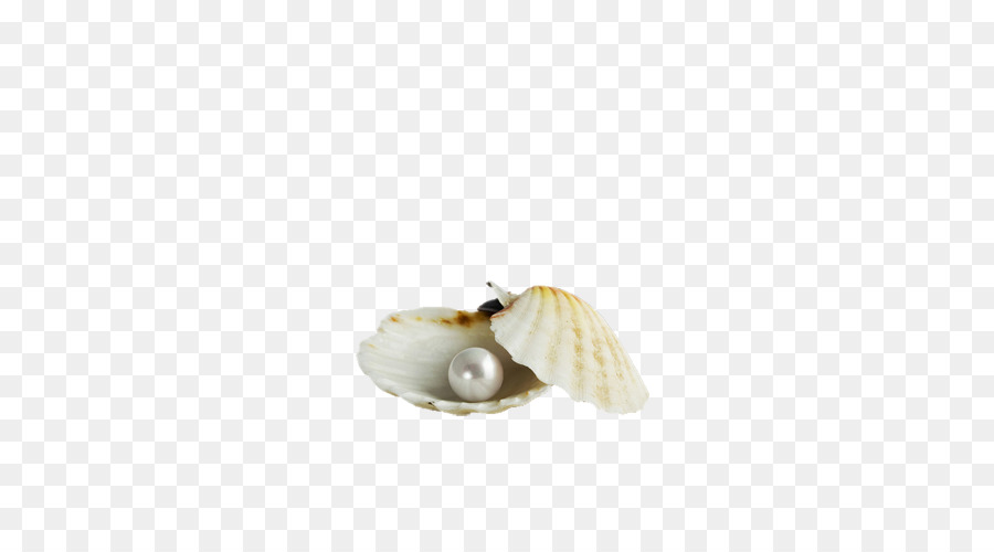 Seashell Margarita Pearl Scallop - shell png download - 500*500 - Free Transparent Seashell png Download.