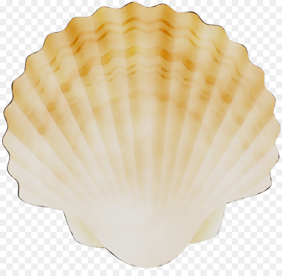 Cockle Conchology Scallops -  png download - 1156*1107 - Free Transparent Cockle png Download.