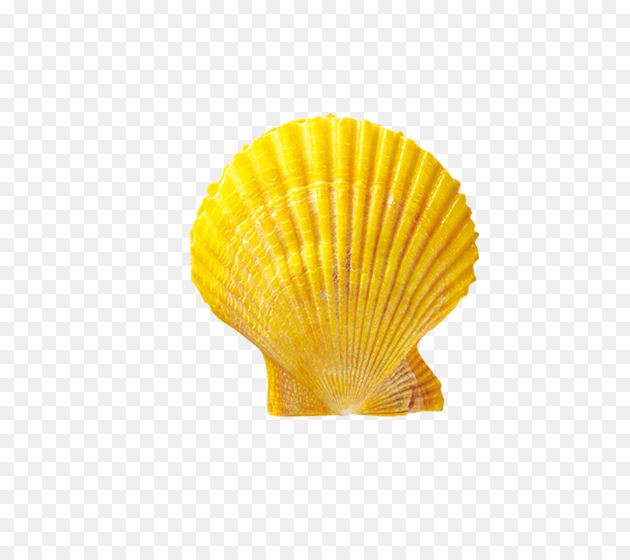 Seashell Shellfish Conchology Scallop - shell png download - 800*800 - Free Transparent Seashell png Download.