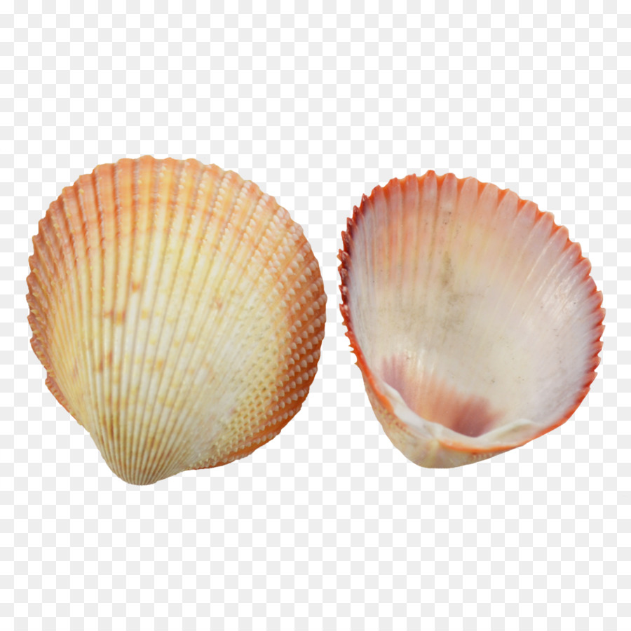 Cockle Clam Seashell Conchology Scallop - seashell png download - 1100*1100 - Free Transparent Cockle png Download.