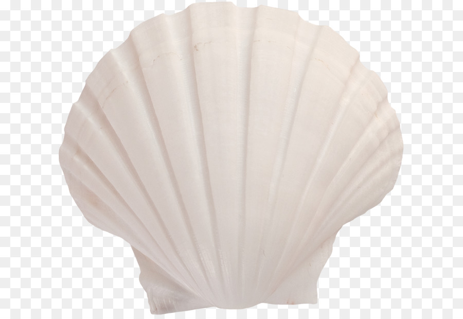 Lighting Seashell - White Shell png download - 675*614 - Free Transparent Lighting png Download.